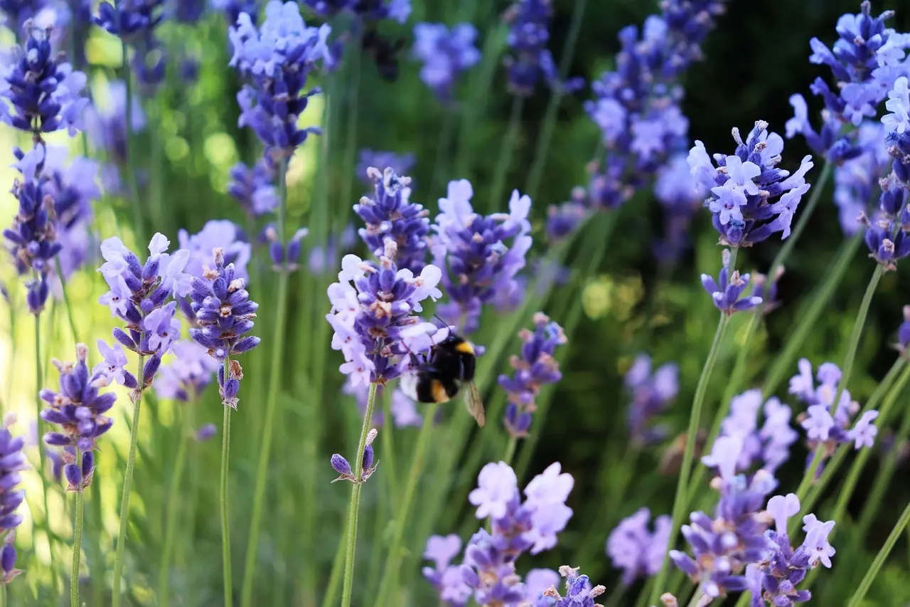 Bestøvervenlig have: plantelisten der tiltrækker bier og sommerfugle